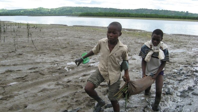 Two boys carrying a sack of mangrove seedlings across tidal mudflats beside a creek