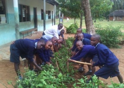 Pupils in school uniform digging and planting seedlings in a garden bed beside a classroom