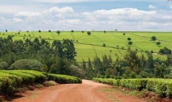 Green tea fields and trees on rolling hills either side of a red dirt road