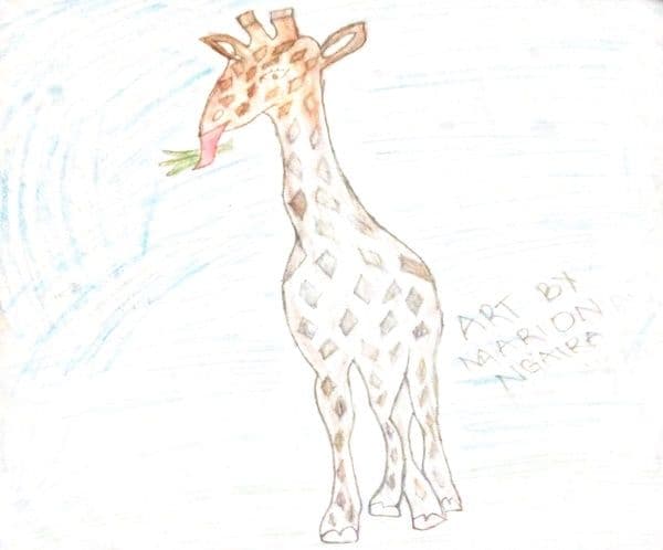 Pupil's coloured-pencil drawing of a giraffe eating leaves