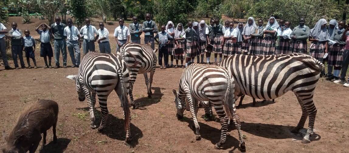Learners watching zebras on a school trip