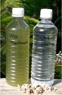 Two water bottles side by side, cloudy untreated water and clear water treated with moringa seeds
