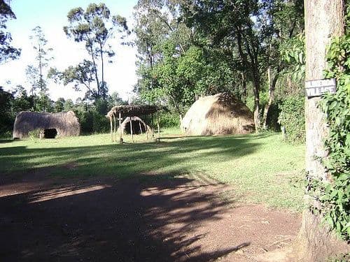 Grass-thatched traditional huts in a sunny clearing surrounded by tall trees