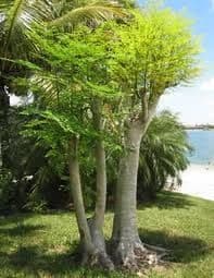 A young moringa tree with feathery leaves growing on a lawn by the sea