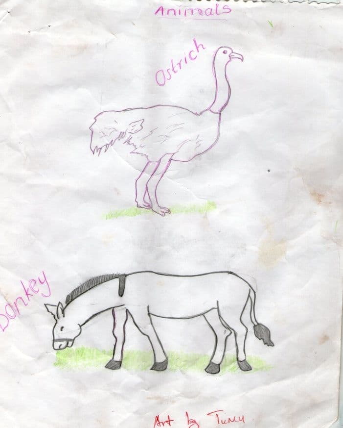 Pupil's pencil drawing of an ostrich and a donkey labelled Animals