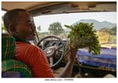 Man at the wheel of a vehicle holding up a large bundle of green miraa leaves