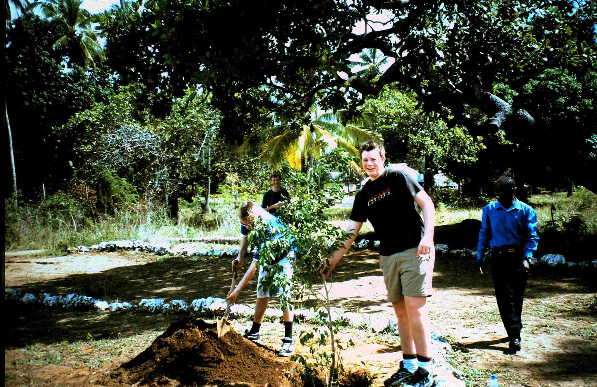 A young man in shorts helping plant a sapling in a shaded garden