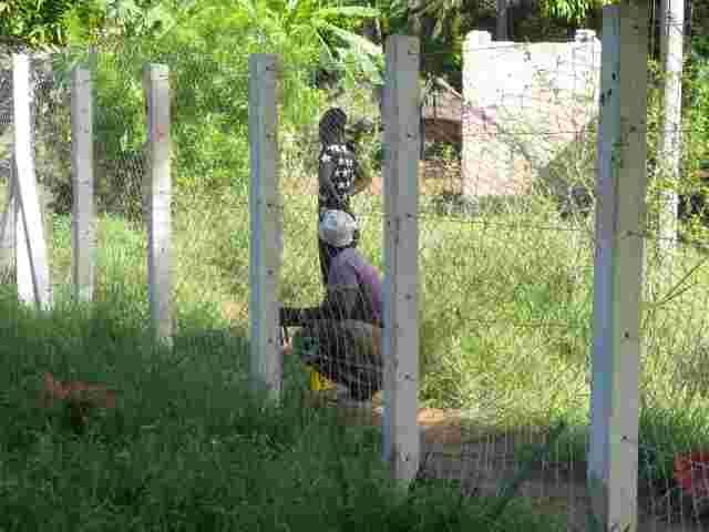 A concrete-post wire fence being put up around overgrown land
