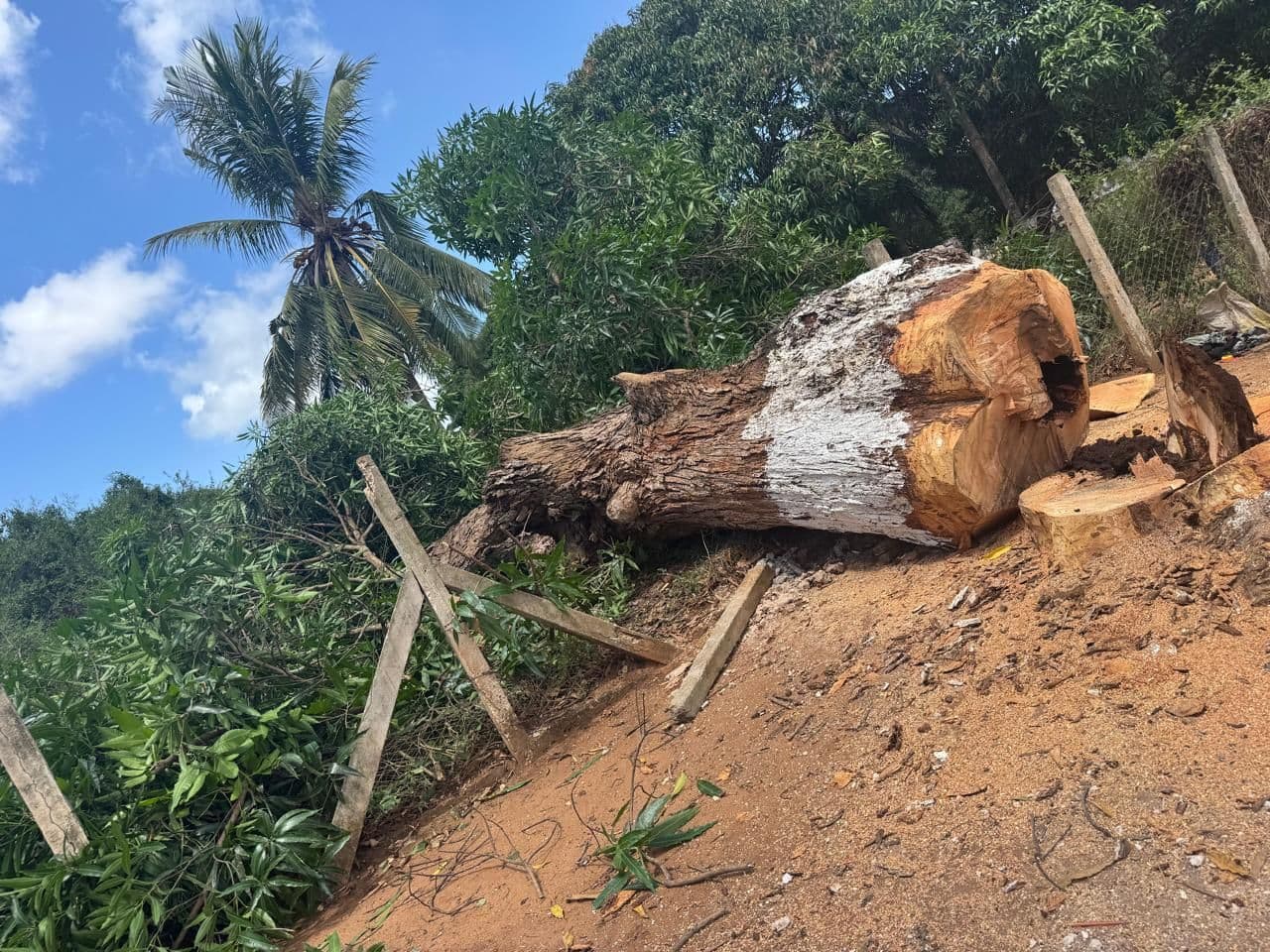 The trunk of a felled mango tree lying on the building site