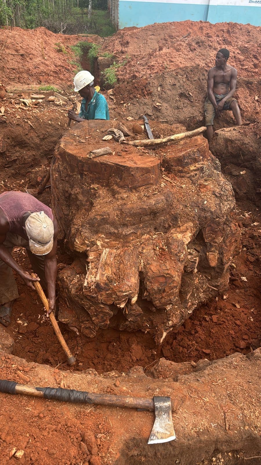 Workers digging out the roots of the mango tree stump