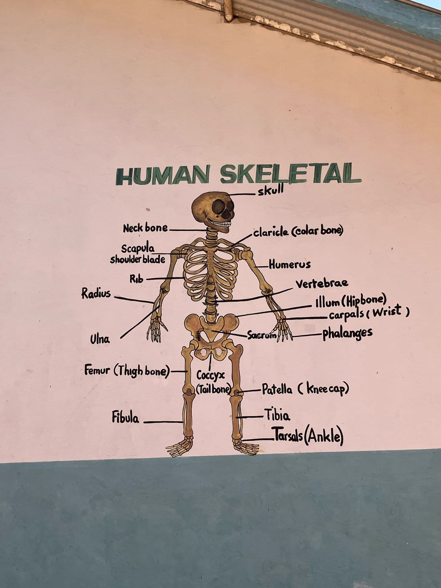 A labelled human skeleton painted on a school wall