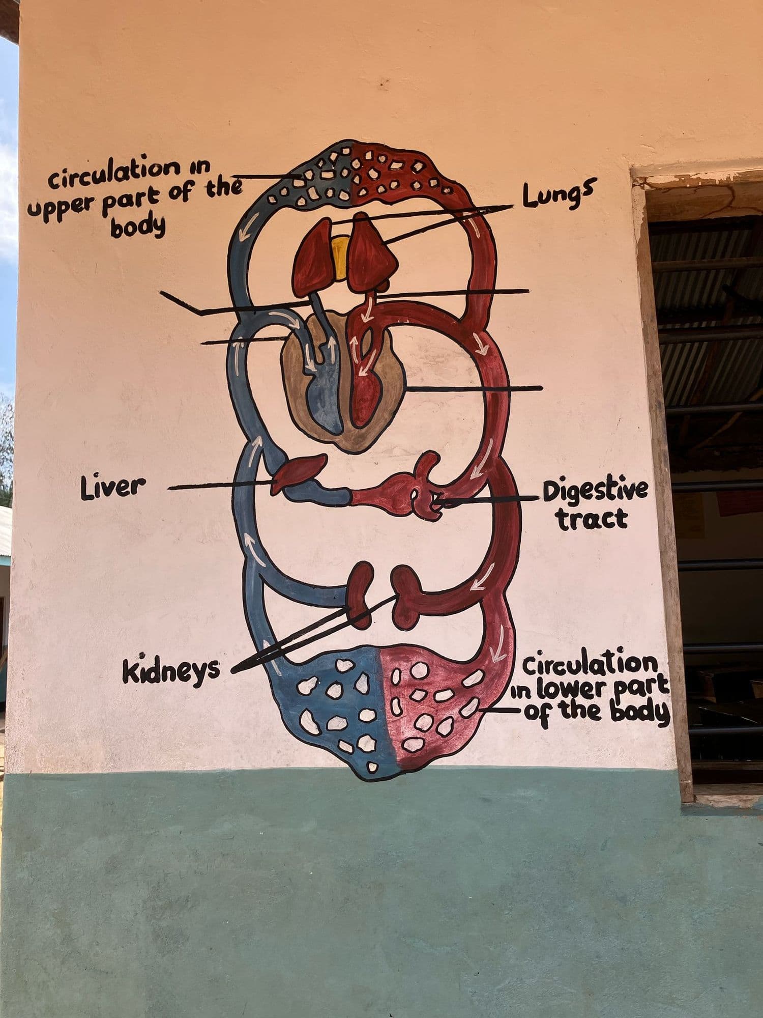 A diagram of the circulation of the blood painted on a school wall